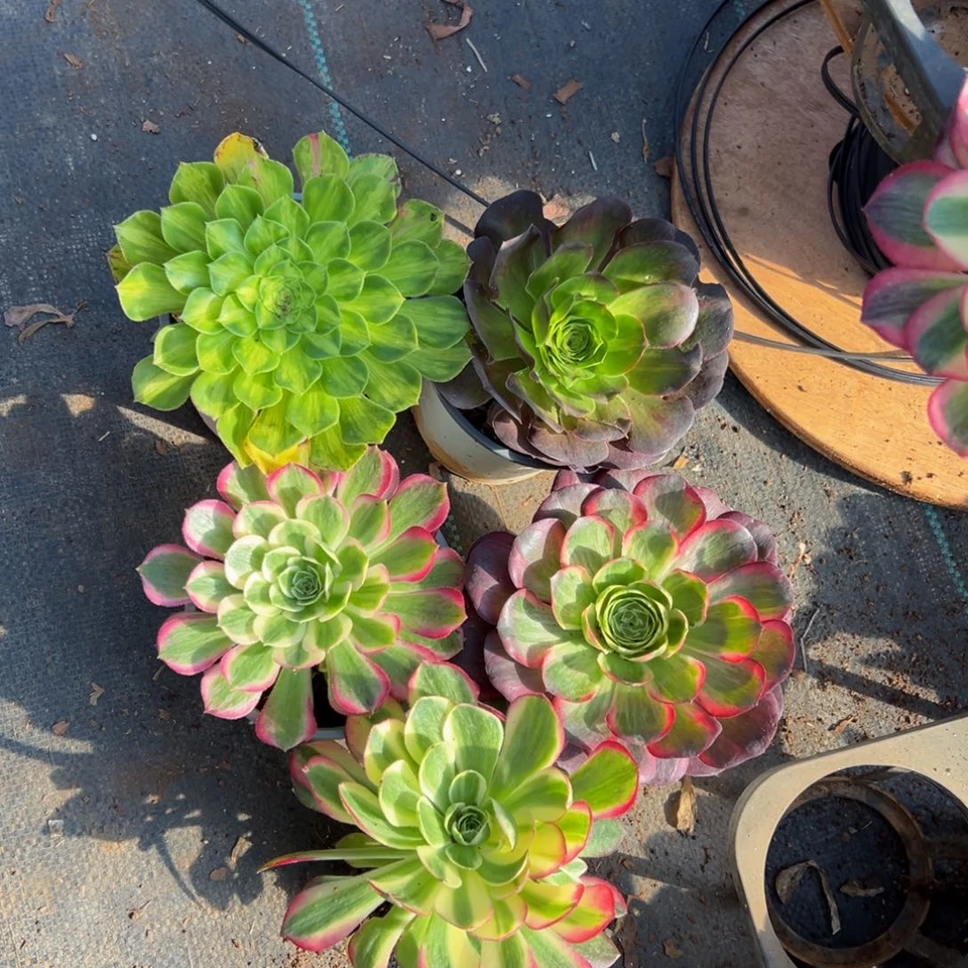 多肉植物000五颗单头