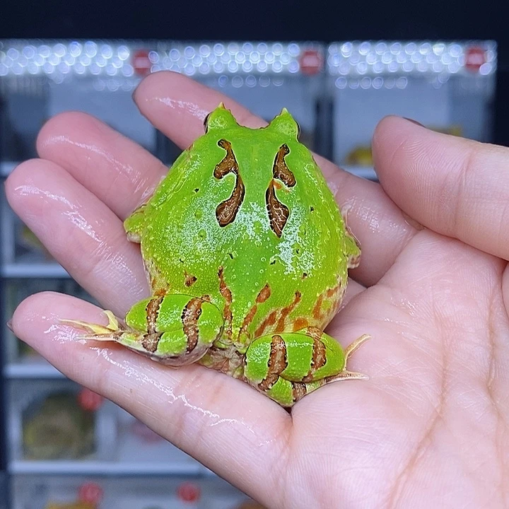 特价秒杀现货特价蝴蝶