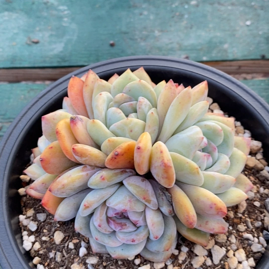 漂**?紫皮心影，1234567894