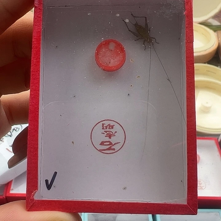 石志明特级大黄蛉一只