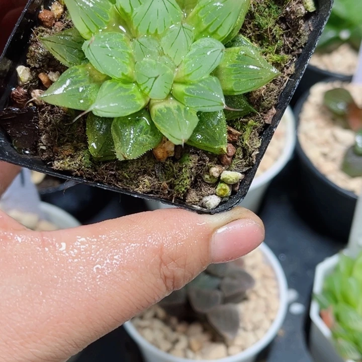 西亚姬多肉植物新手好养