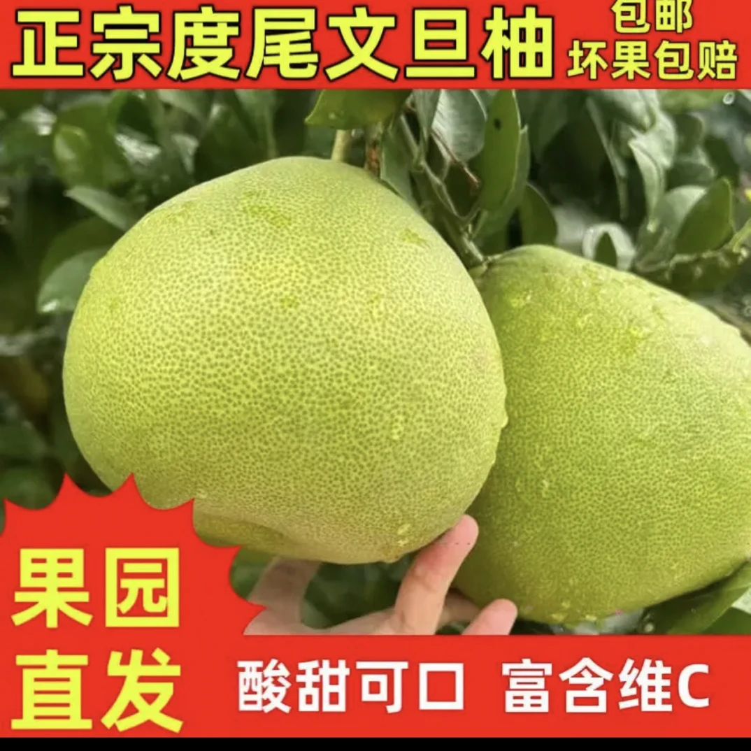度尾红心无籽文旦柚时令水果