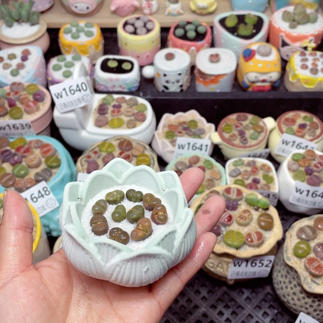 w1654 -零下地区拍保温箱-15支持寄养