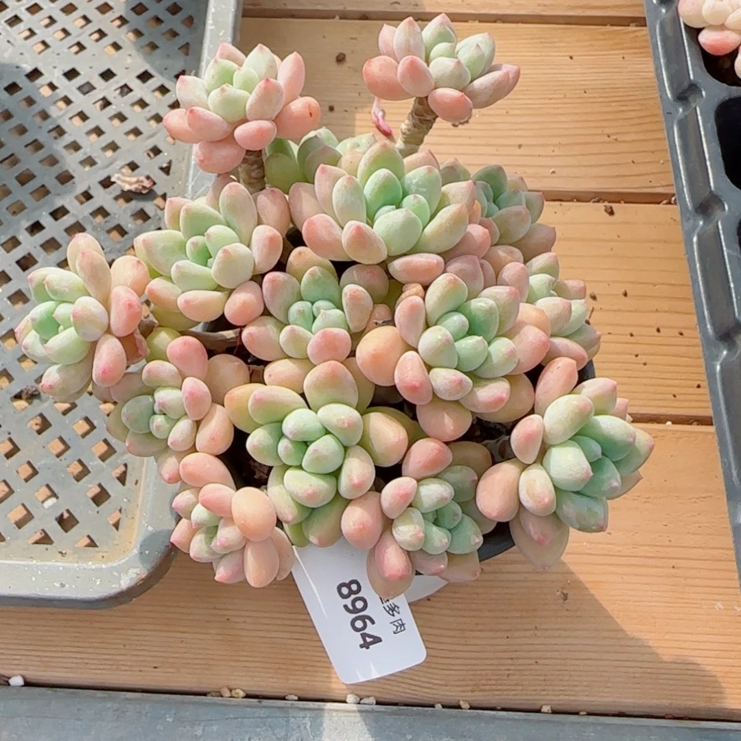 奶酪蛋糕，8964多肉植物