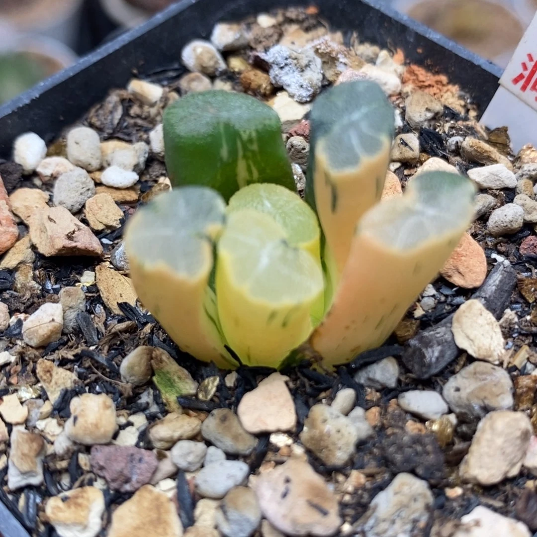 152白妙万象锦一物一拍