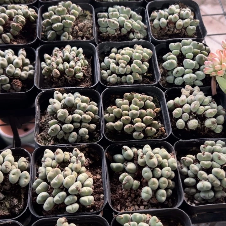 新疆包邮 口笛群