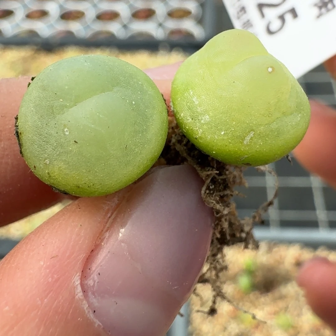 625拉拉两颗四年555887