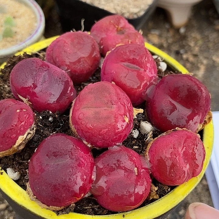 红蟠桃母本一颗有伤   买3送1