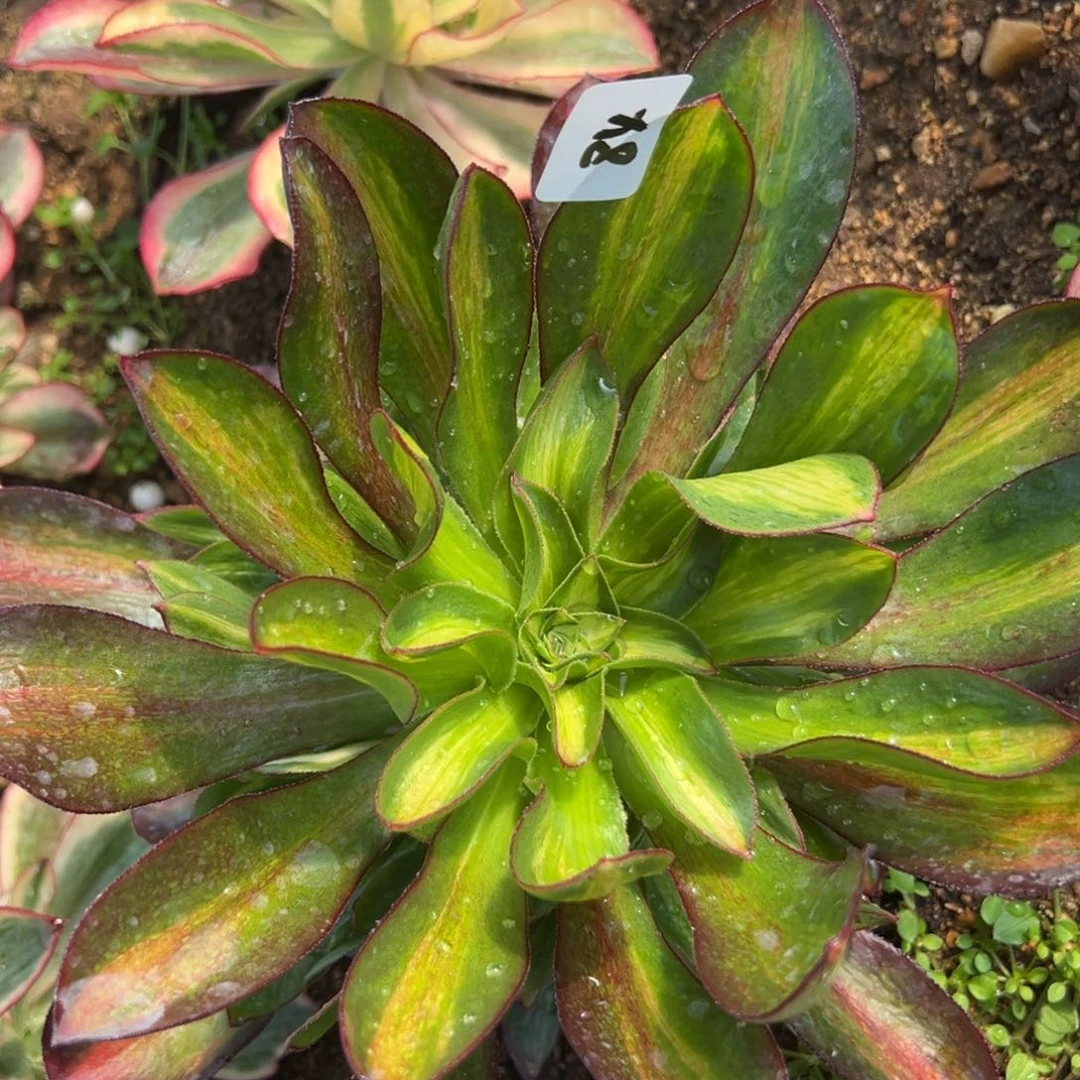 84魅影七彩中班多肉植