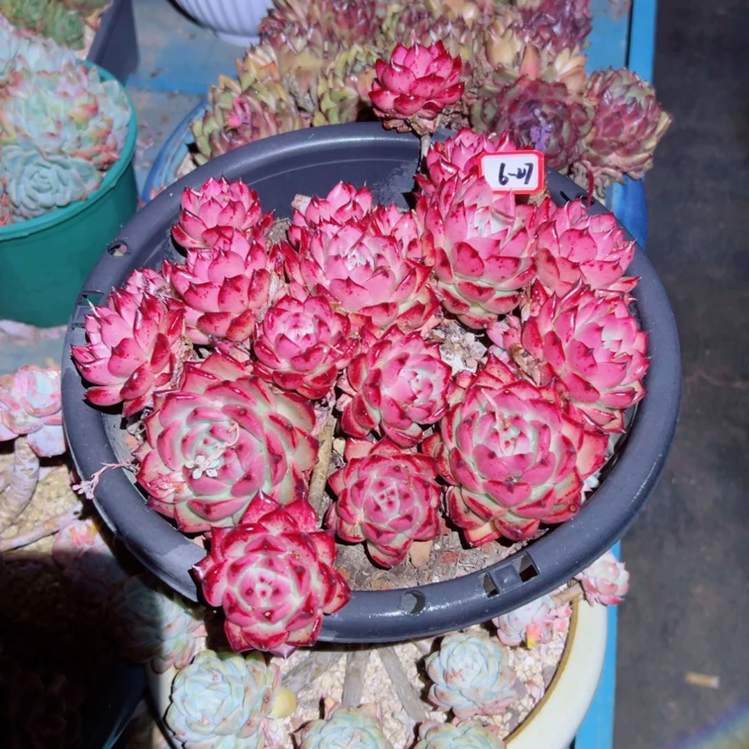 冰**雪精品多肉植物老桩