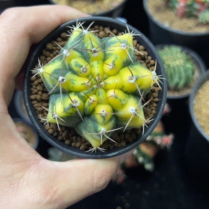 水晶猫眼侧芽自根带盆土发货
