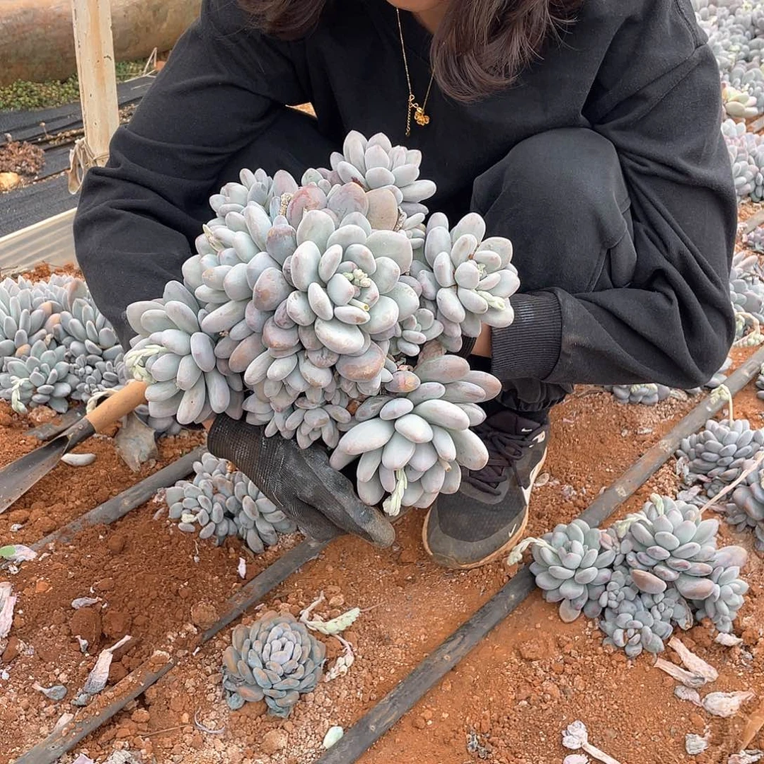 老桩香水25.8米 量拍多肉