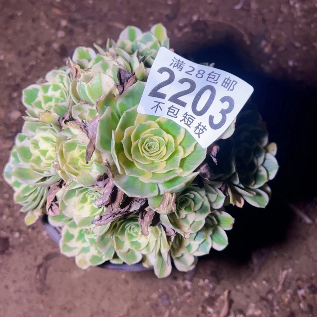 2203多肉植物法师迈巴赫