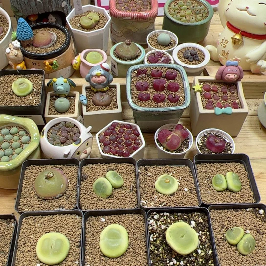 【闪购商品】汇**浦3+4+5+6+28+44+66