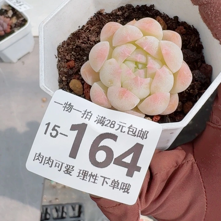 白桃汽水无盆土发货多肉的多肉多