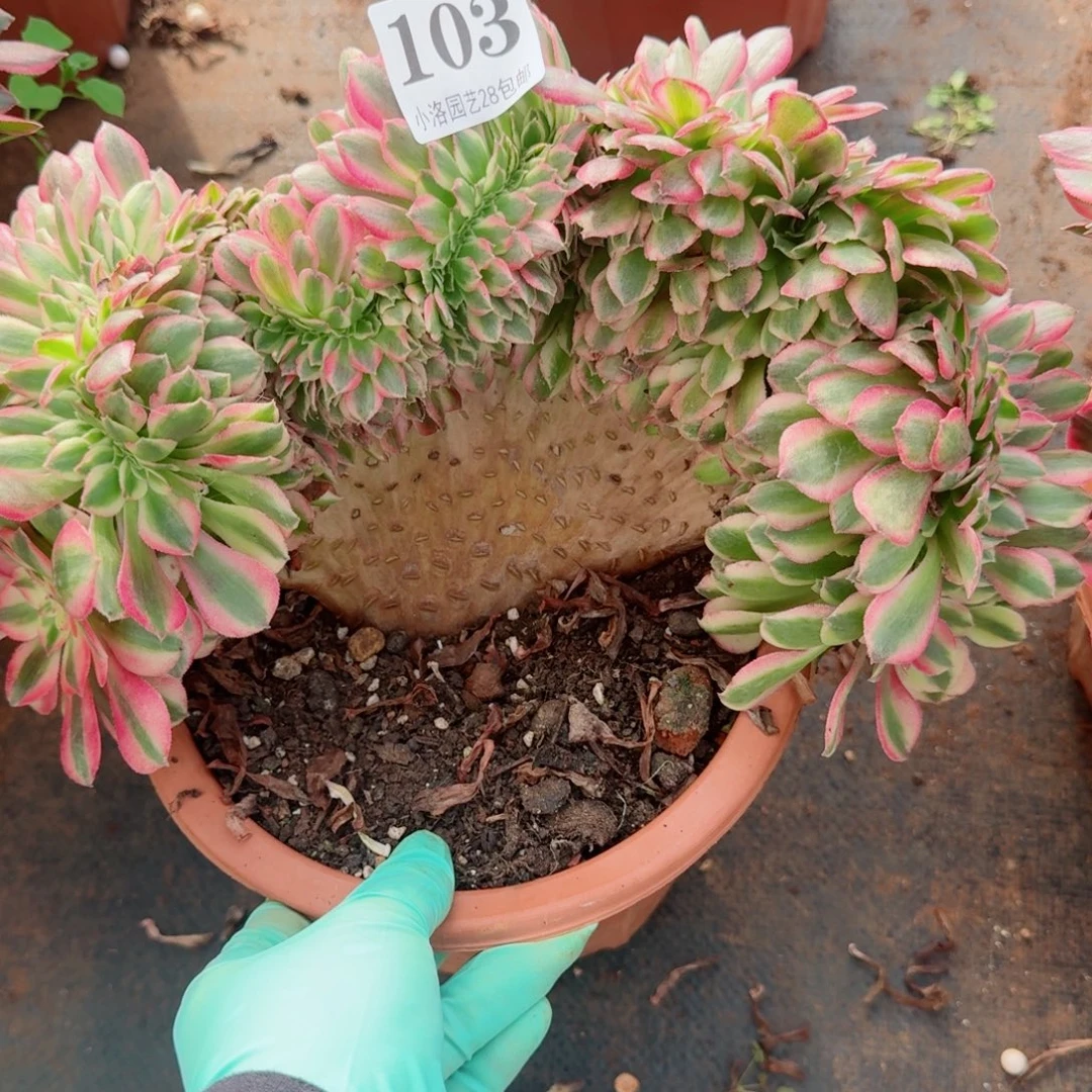 103荔枝缀化多肉植物满28包邮
