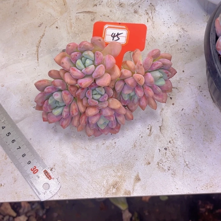 花瓣露45多肉植物