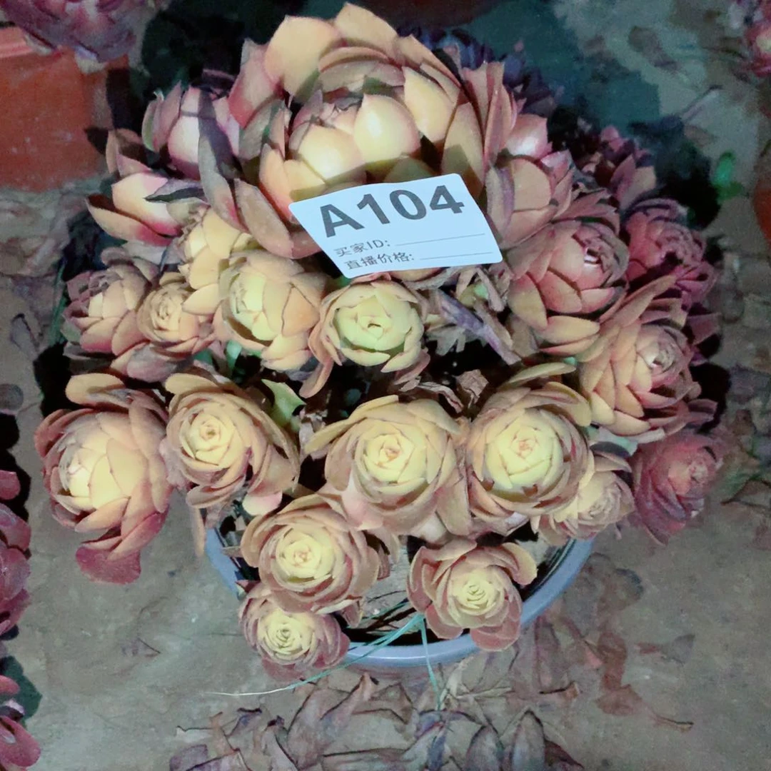 红魔玫瑰法师104