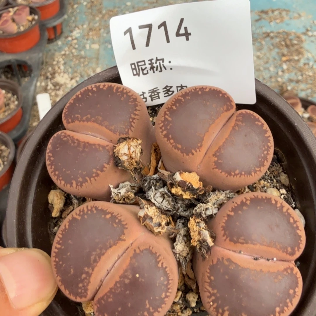 多肉植物多肉植物