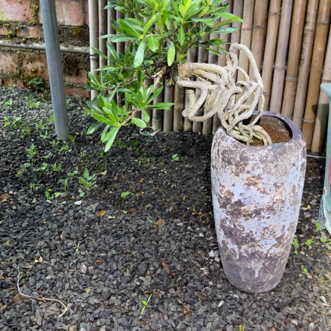 禅****无花朵栀子花盆景老桩