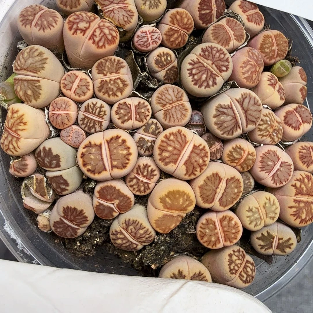 你也快回来吃饭哈哈288哈哈