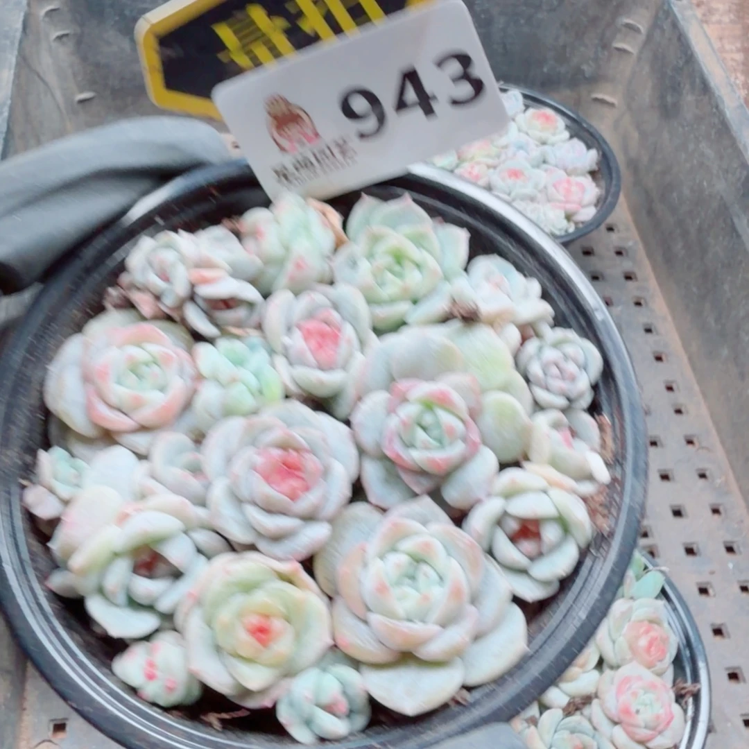 多肉植物多肉植物