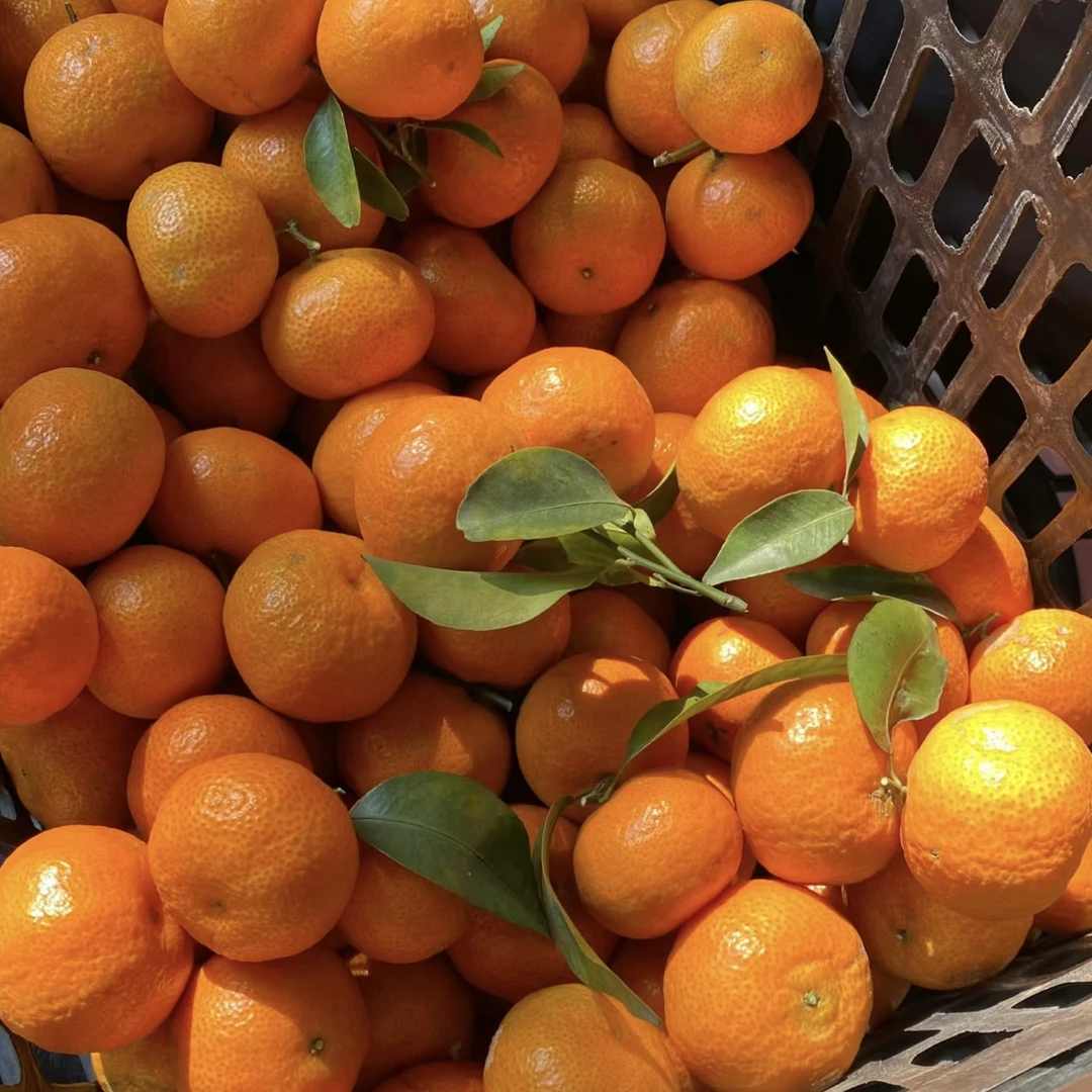 正宗四川砂糖橘新鲜水果金秋蜜桔无籽当季孕妇小沙糖桔子整箱