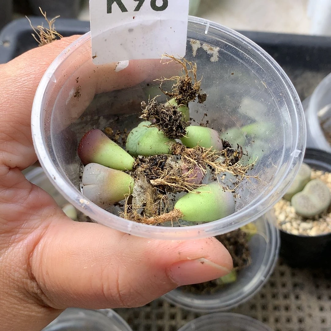 可*K98多肉植物保护
