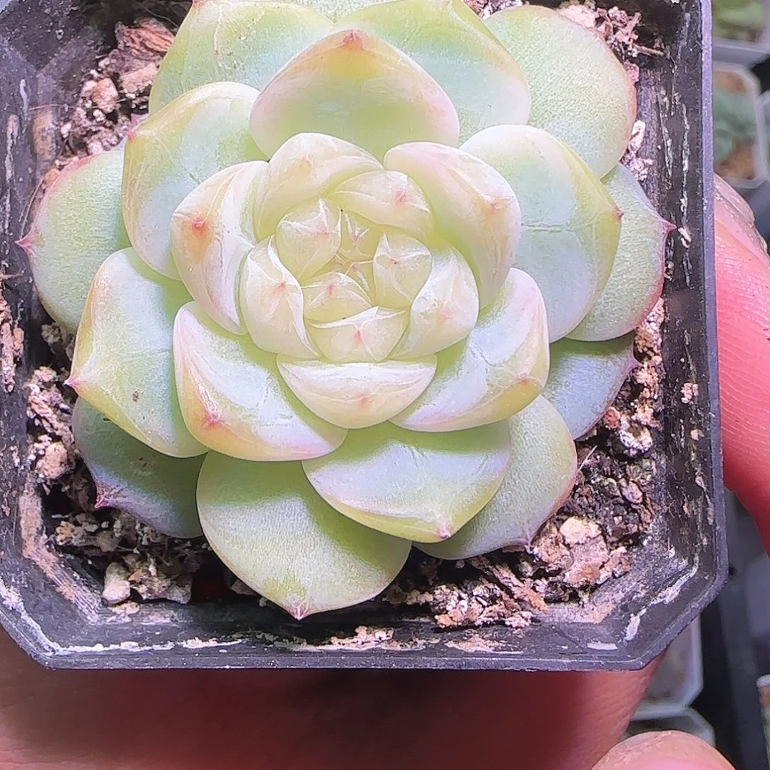 S***3884甜心开播福利了啦