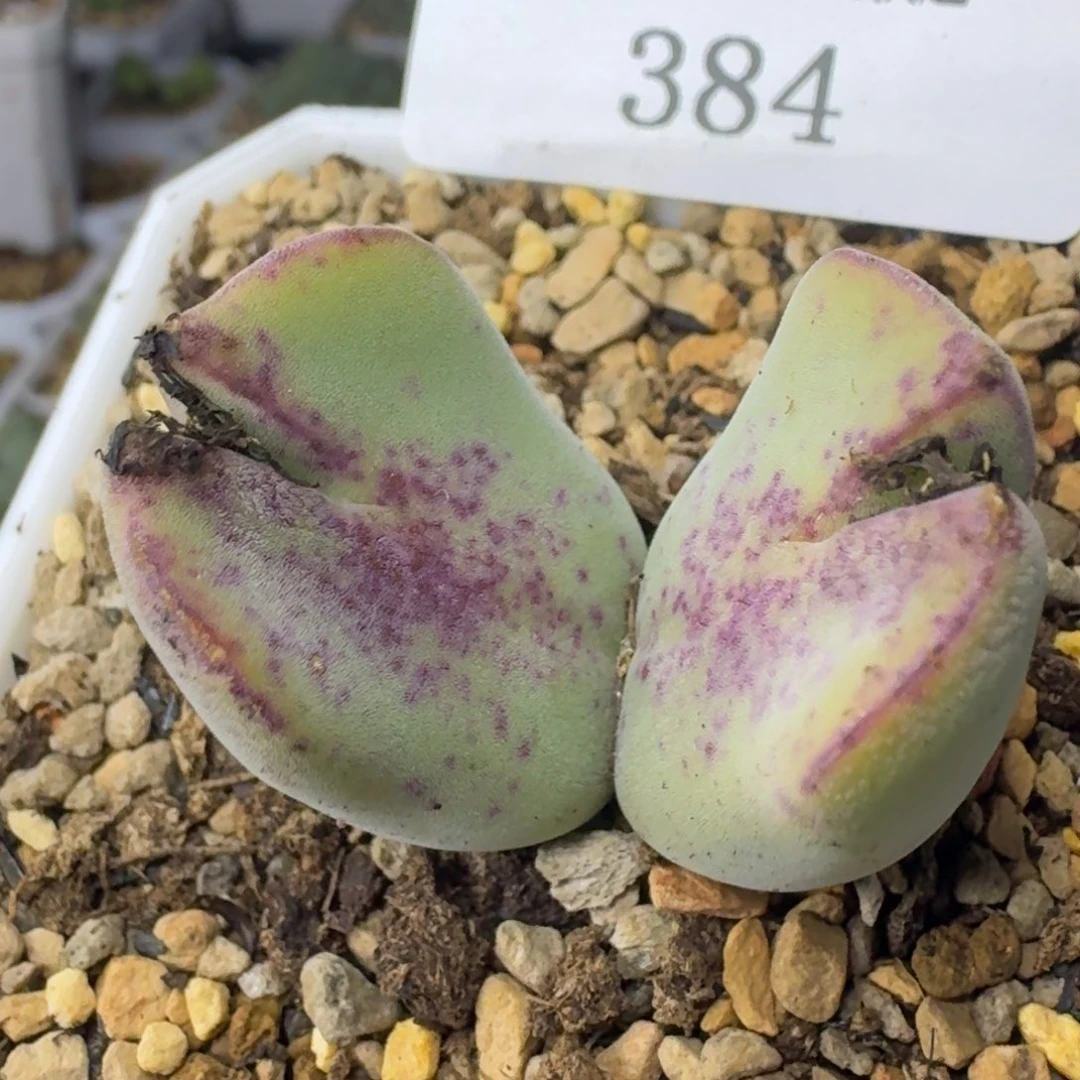 384。  毛少将。