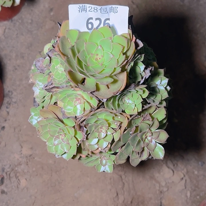 ·***·626桃花石多肉植物