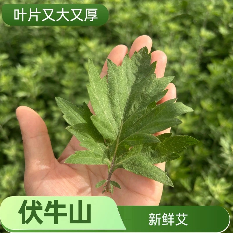 端午鲜艾整颗现颗现发