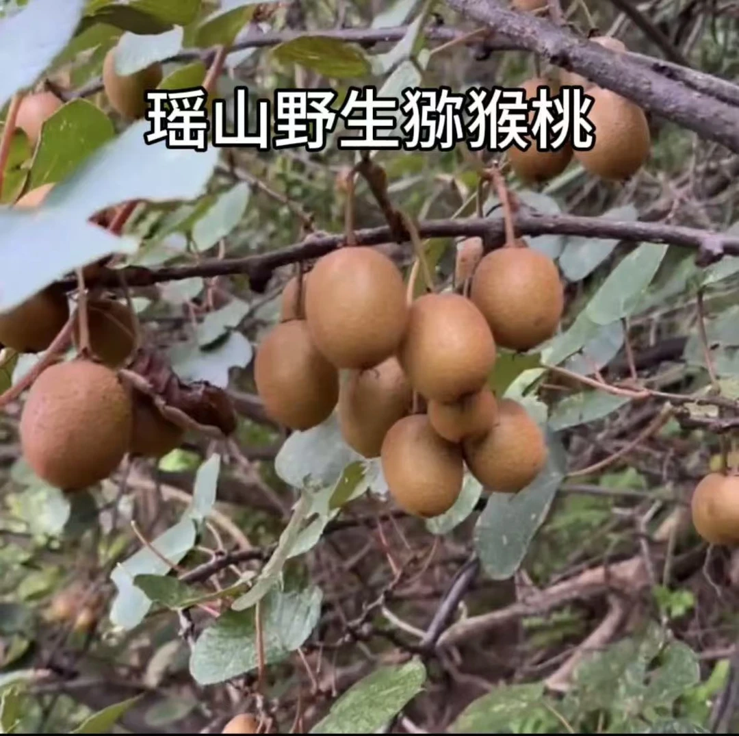 野生猕猴桃湖南邵阳新宁黄金