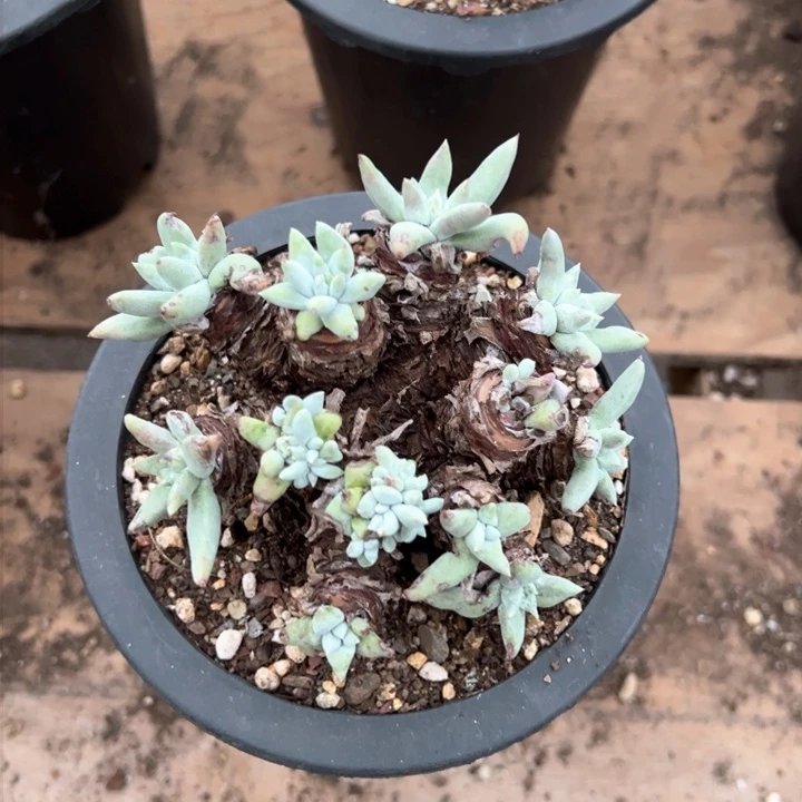 966法豆瑕疵哈哈哈哈哈哈