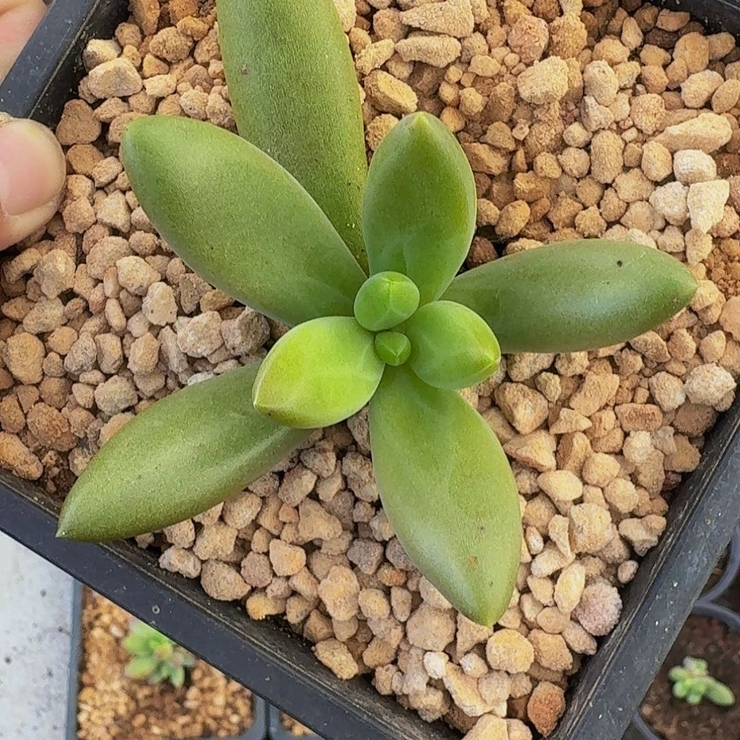薯条 朵唯粉 一物一拍