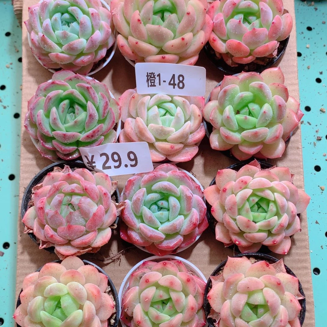 1-48一物一拍带盆18颗