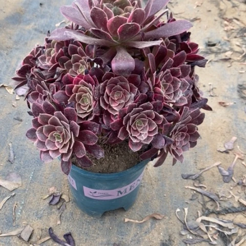 金丝雀9多肉植物法师法师法师