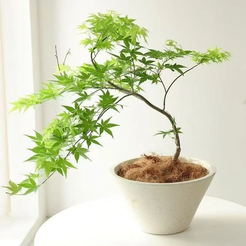 流泉枫室内盆栽美观大气可净化空气好养的网红绿植