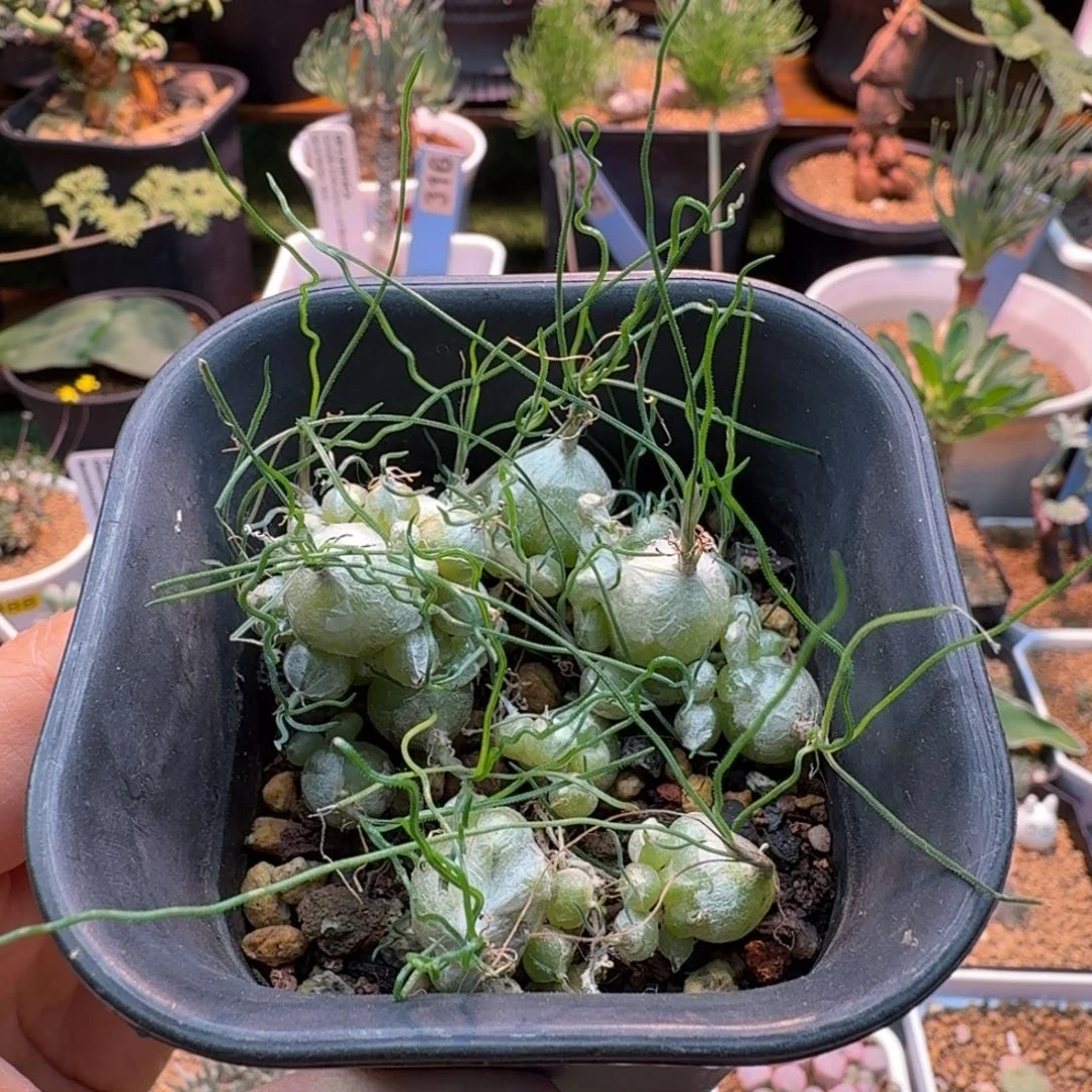 泰迪海葱229 仙人掌