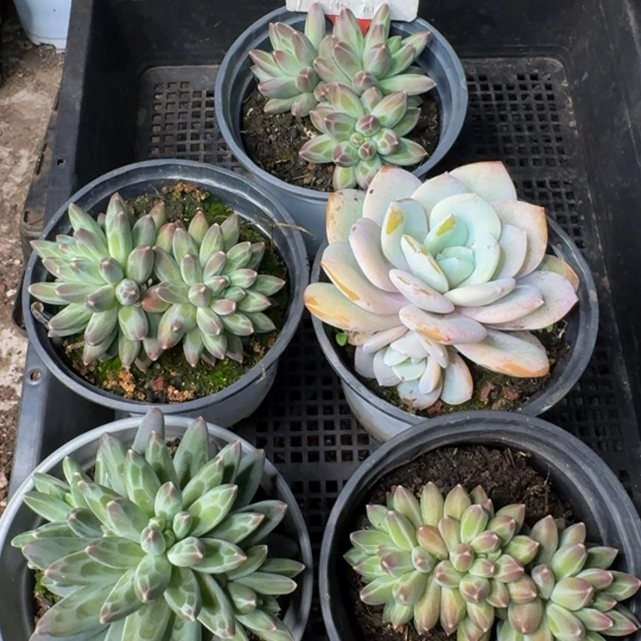 155多肉植物一物一拍