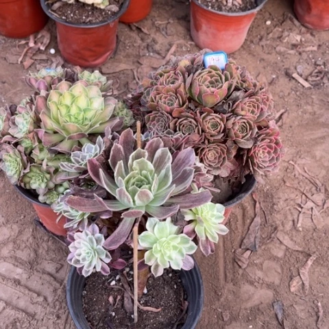 194多肉植物组合，