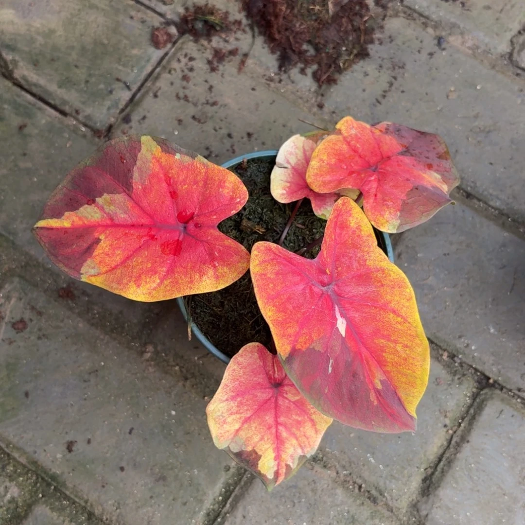 落日天空 12-1110