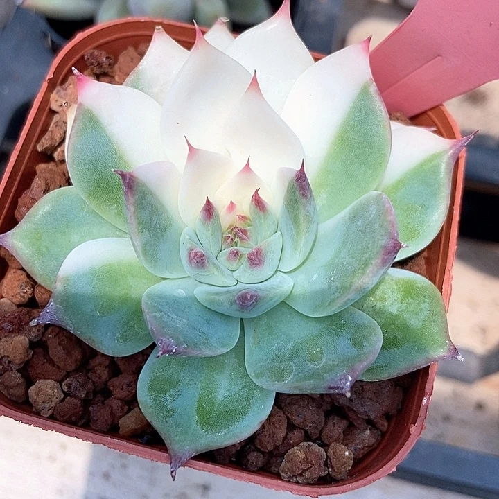 多肉植物吉娃娃锦837
