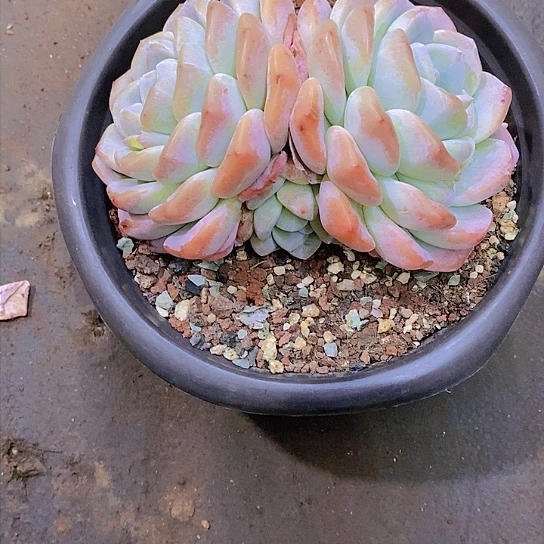 妈****体冰玉多肉植物群