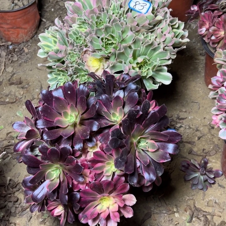 多肉植物断枝不包83