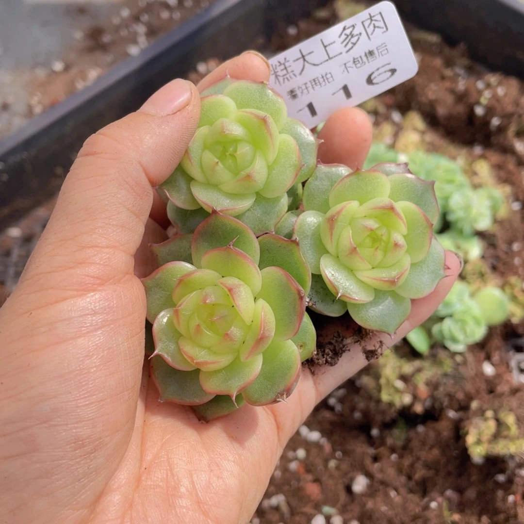 糕大上多肉植物116