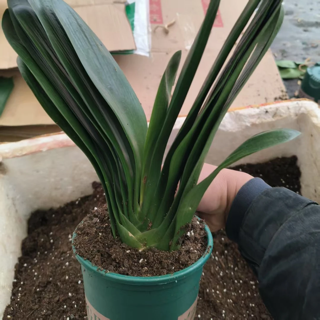 【精品推荐】君子兰花君子兰盆栽君子兰苗四季常青植物蝴蝶兰花苗