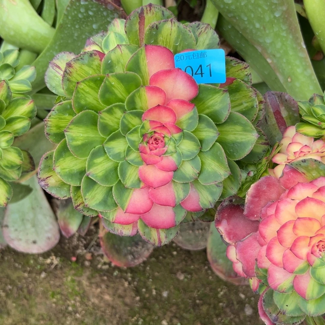 2041知否多肉植物系