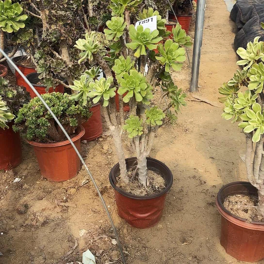 老**的891眼日伞有砍多肉