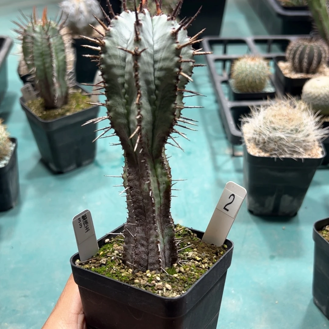 魁伟玉 2号 侧芽繁殖脱土发货